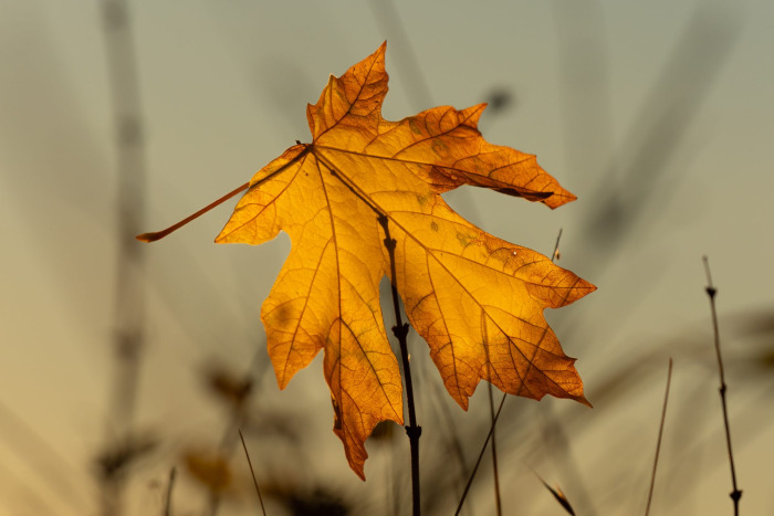 Fall's Last Leaf