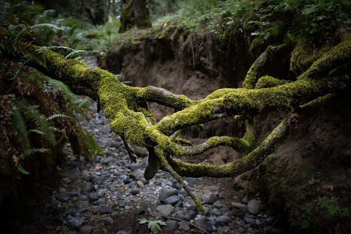 A Woven Bridge