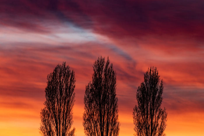 Three Sunset Sentinels