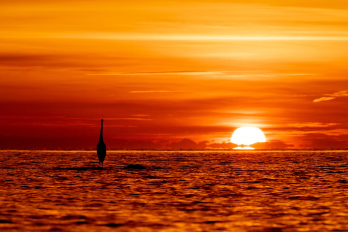 An Ocean Sentinel Faces The Dawn